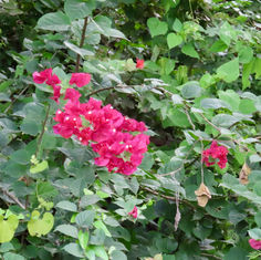 Genus Bougainvillea