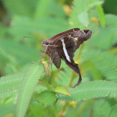 White-striped Longtail (Chioides albofasciatus)