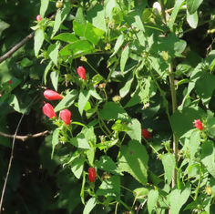 Turk's Cap (Malvaviscus arboreus)