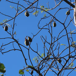 Buttercup Tree (Cochlospermum vitifolium)