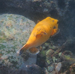 Guineafowl Puffer (Arothron meleagris) - Golden Form