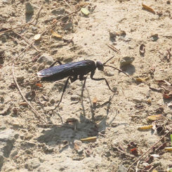 Genus Pepsis - Tarantula Hawk Wasp