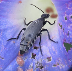 Epicauta punctum