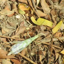 Common Tree Cricket (Genus Oecanthus)