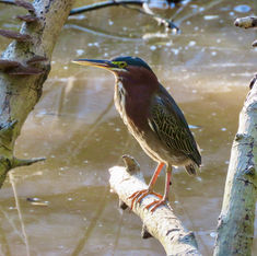 Green Heron (Butorides virescens)