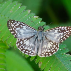 Tropical Checkered Skipper (Burnsius oileus)
