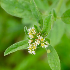 Euploca procumbens (Fourspike Heliotrope)
