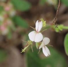 Samoan Clover (Desmodium scorpiurus)