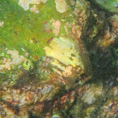 Genus Megabalanus