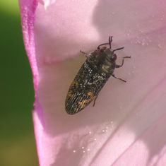 Acmaeodera setosa