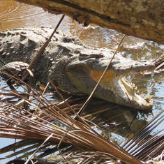 American Crocodile (Crocodylus acutus)