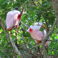Roseate Spoonbill (Platalea ajaja)