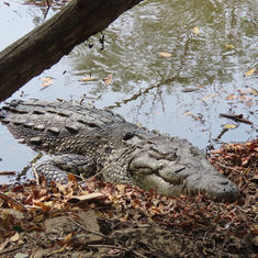 American Crocodile (Crocodylus acutus)