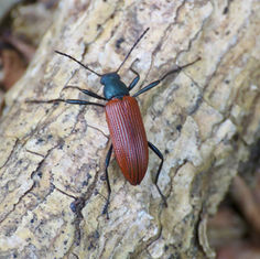 Strongylium - Darkling Beetle