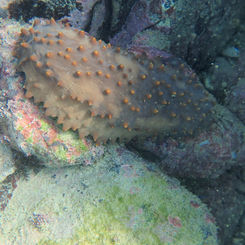 Brown Sea Cucumber (Isostichopus fuscus)