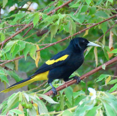 Yellow-winged Cacique (Cassiculus melanicterus)