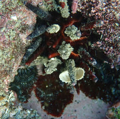 Slate Pencil Urchin (Eucidaris thouarsii)