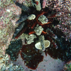 Slate Pencil Urchin (Eucidaris thouarsii )