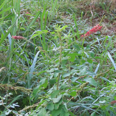 Hairy Indigo (Indigofera hirsuta)