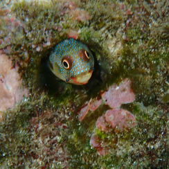 Mexican Barnacle Blenny (Acanthemblemaria hancocki)