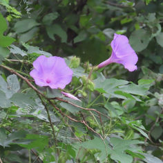 Brazilian Morning-Glory (Ipomoea setosa)
