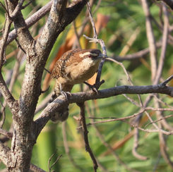 Rufous-naped Wren (Campylorhynchus rufinucha)