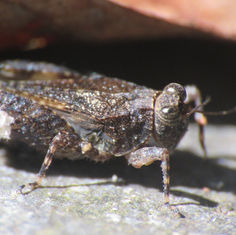 Mexican Pygmy Grasshopper (Paratettix mexicanus)