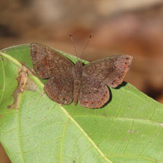 Genus Calephelis - Metalmark Butterfly