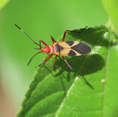 Turk's Red Cap Bug (Dysdercus concinnus)