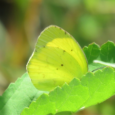 Mimosa Yellow (Eurema nise)