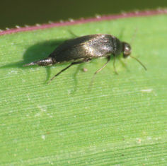 Tumbling Flower Beetles (Subfamily Mordellinae)