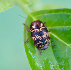 Cryptocephalus irroratus