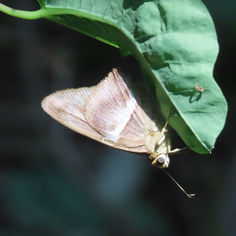 Gold-spotted Aguna (Aguna asander)