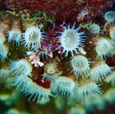 Genus Terrazoanthus