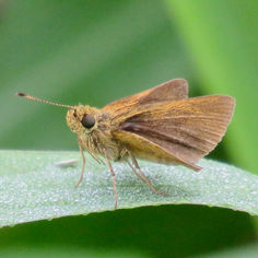 Redundant Skipper (Corticea corticea)