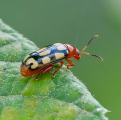 Disonycha scriptipennis