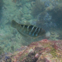 Banded Wrasse (Halichoeres notospilus)
