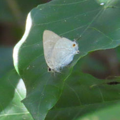Ostrinotes keila