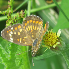 Theona Checkerspot (Chlosyne theona)