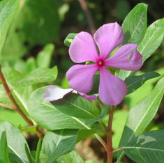 Madagascar Periwinkle (Catharanthus roseus)