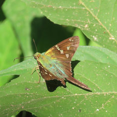 Long-tailed Skipper (Urbanus proteus)Long-tailed Skipper