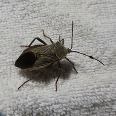 Pachylis nervosus