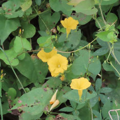 Ipomoea microsepala