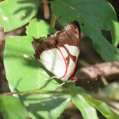 Leading Red-ring (Pyrrhogyra neaerea)