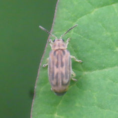 Leaf Beetles (Genus Yingaresca)
