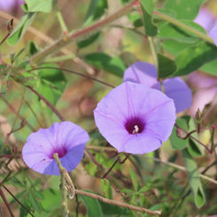 Tripleleaf Morning-Glory (Ipomoea ternifolia)
