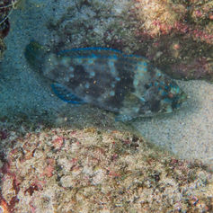 Azure Parrotfish (Scarus compressus) - Initial Phase