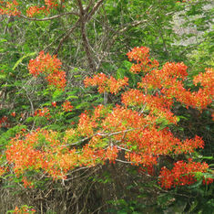 Flamboyant (Delonix regia)