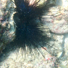 Needle Sea Urchin (Diadema mexicanum)