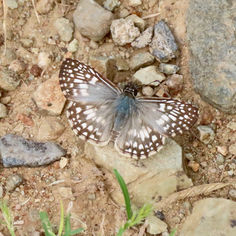 Tropical Checkered Skipper (Burnsius oileus)